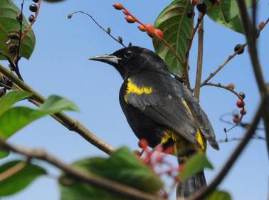 http://birdingecotours.co.za/wp-content/gallery/2-week-cuba-and-jamaica-birding-extravaganza-tour-detail-page/cuban-oriole-icterus-melanopsis-cienega-de-zapata-np-cuba-avn.jpg