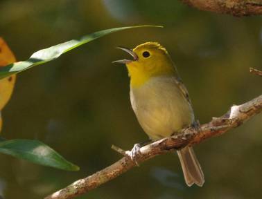 http://birdingecotours.co.za/wp-content/gallery/2-week-cuba-and-jamaica-birding-extravaganza-tour-detail-page/yellow-headed-warbler-teretistris-fernandinae-vinales-cuba-avn.jpg