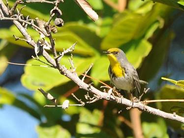 http://birdingecotours.co.za/wp-content/gallery/2-week-cuba-and-jamaica-birding-extravaganza-tour-detail-page/olive-capped-warbler-setophaga-pityophila-vinales-cuba-avn.jpg