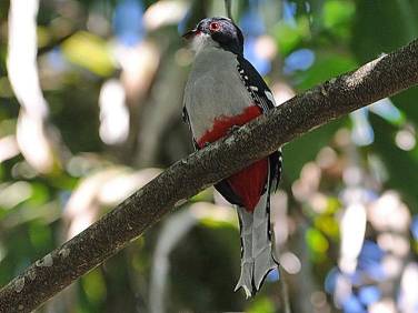 http://birdingecotours.co.za/wp-content/gallery/2-week-cuba-and-jamaica-birding-extravaganza-tour-detail-page/cuban-trogon-priotelus-temnurus-soroa-cuba-avn.jpg