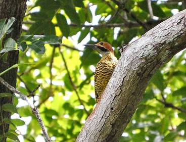 http://birdingecotours.co.za/wp-content/gallery/2-week-cuba-and-jamaica-birding-extravaganza-tour-detail-page/fernandinas-flicker-colaptes-fernandinae-soroa-cuba-avn.jpg