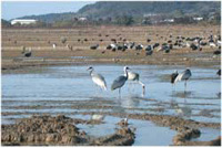 Cranes at Arasaki