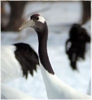 Red-crowned Cranes