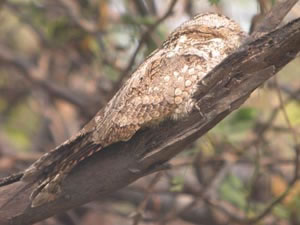 Indian Nightjar