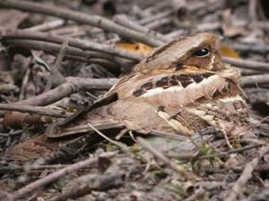 Large-tailed Nightjar