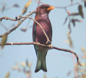 Broad-billed Roller