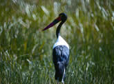Saddle-billed Stork