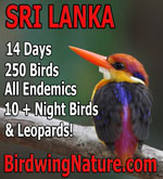 Birdwing Sri-lanka