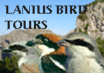 Lanius Bird Tours