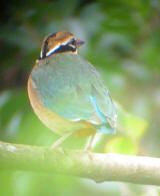 Indian Pitta