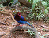 Sri Lanka Blue Magpie