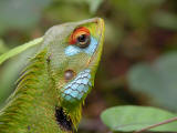 Green Garden Lizard