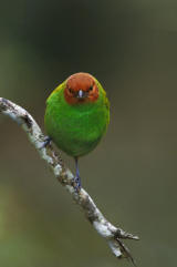 Bay-headed Tanager