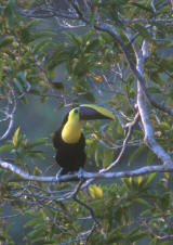 CHESTNUT-MANDIBLED TOUCAN