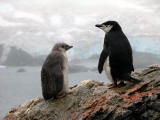 chinstrap penguin