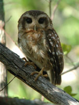 Cuban Bare-legged Owl