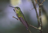Green-crowned Brilliant