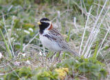 Lapland Bunting