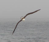 Laysan Albatross