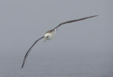 Laysan Albatross