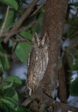 Pacific Screech Owl