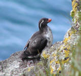 Parakeet Auklet