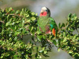Rose-throated parrot