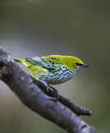 Speckled Tanager