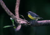 Bananaquit