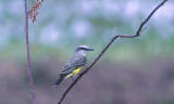 Tropical Kingbird