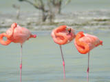 Flamingos