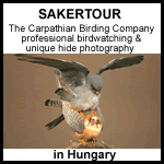 Sakertour in Hungary the Carpathian birdwatching company