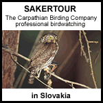 Sakertour in Slovakia the Carpathian birdwatching company