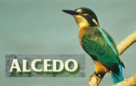 Alcedo birding Lithuania