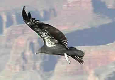 California Condor