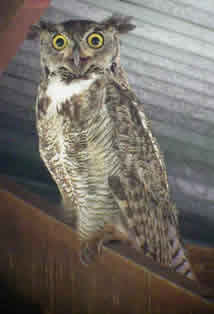 Great Horned Owl