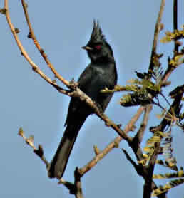 Phainopepla