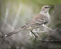 Bahama Mockingbird