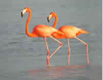 Caribbean Flamingo