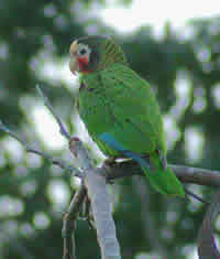 Cuban Parrot