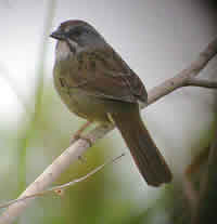 Zapata Sparrow