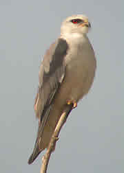 Black-shouldered Kite