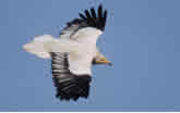 Egyptian Vulture