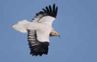 Egyptian Vulture 