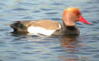 Red-crested Pochard