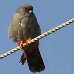 Red-footed Falcon