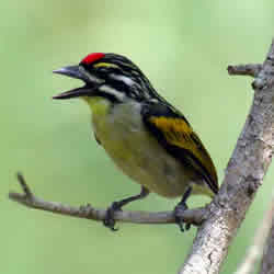 Red-fronted Tinkerbird