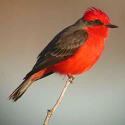 Vermilion Flycatcher