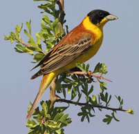 Black-headed Bunting