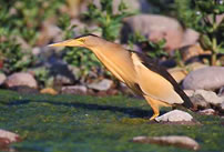 Little Bittern